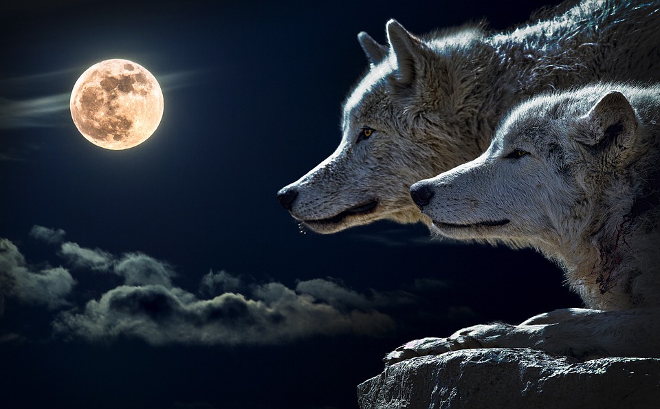 Очень красивые картинки волка и волчицы - подборка изображений 16