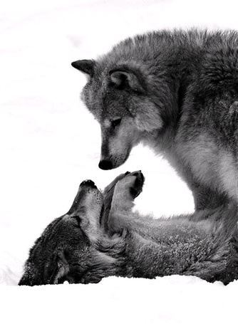Очень красивые картинки волка и волчицы - подборка изображений 17