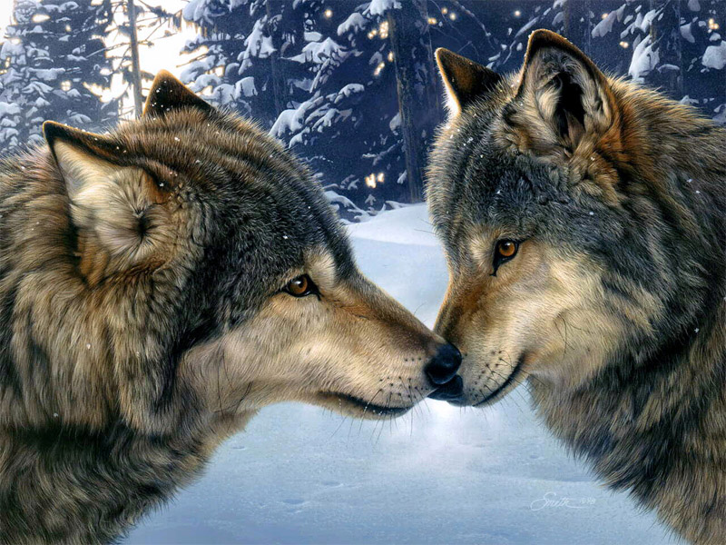 Очень красивые картинки волка и волчицы - подборка изображений 3