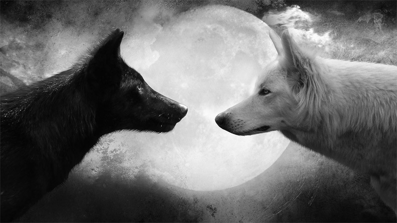 Очень красивые картинки волка и волчицы - подборка изображений 4