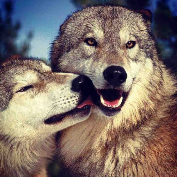 Очень красивые картинки волка и волчицы - подборка изображений 6
