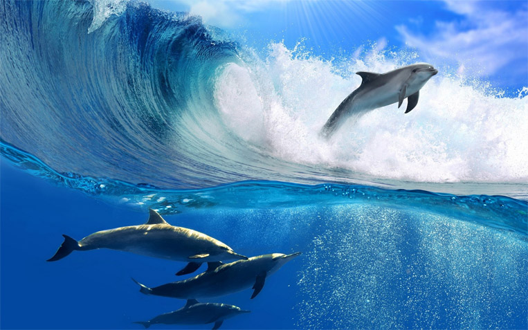 Прикольные и красивые картинки, фото дельфинов в море - подборка 1