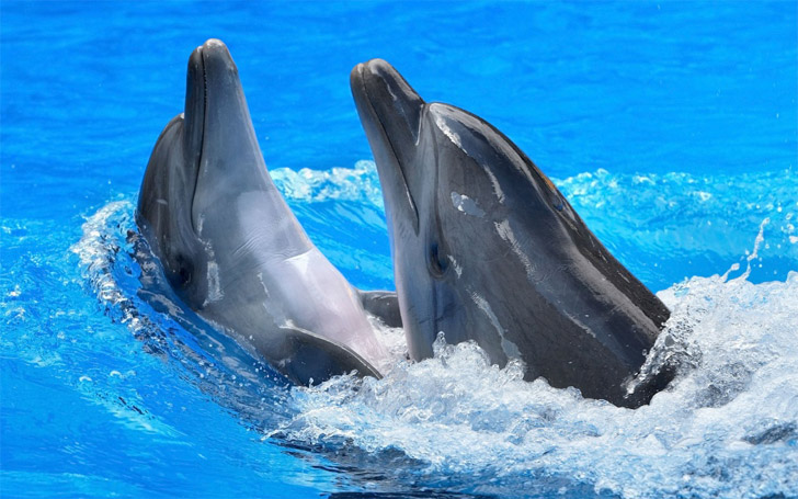 Прикольные и красивые картинки, фото дельфинов в море - подборка 10