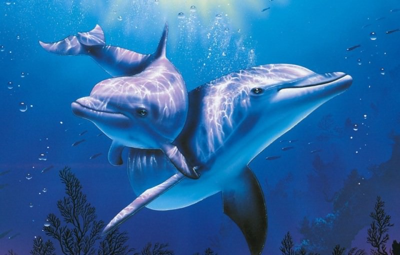 Прикольные и красивые картинки, фото дельфинов в море - подборка 2