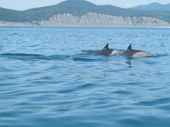 Прикольные и красивые картинки, фото дельфинов в море - подборка 3