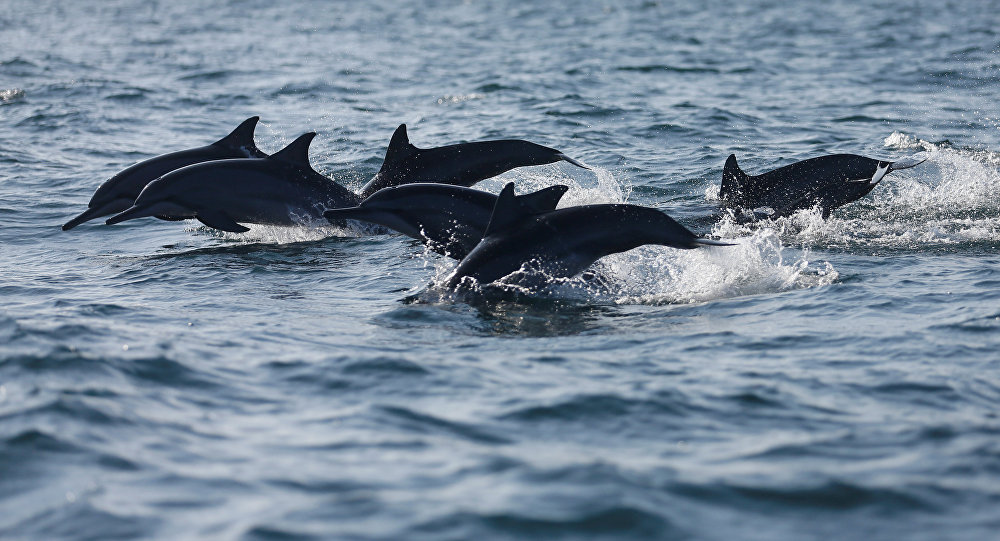 Прикольные и красивые картинки, фото дельфинов в море - подборка 4