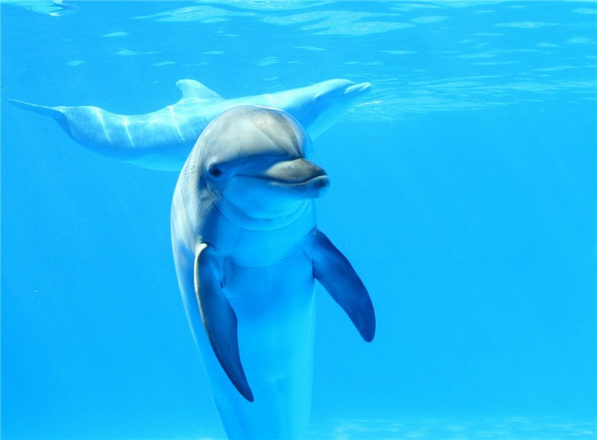 Прикольные и красивые картинки, фото дельфинов в море - подборка 8
