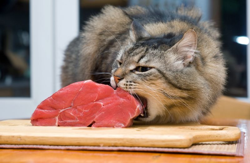 Как кормить шотландского вислоухого котенка - какую еду выбрать 3