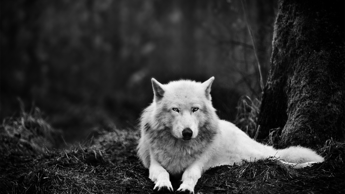 Классные картинки на рабочий стол волки, волчица, волк - подборка 5