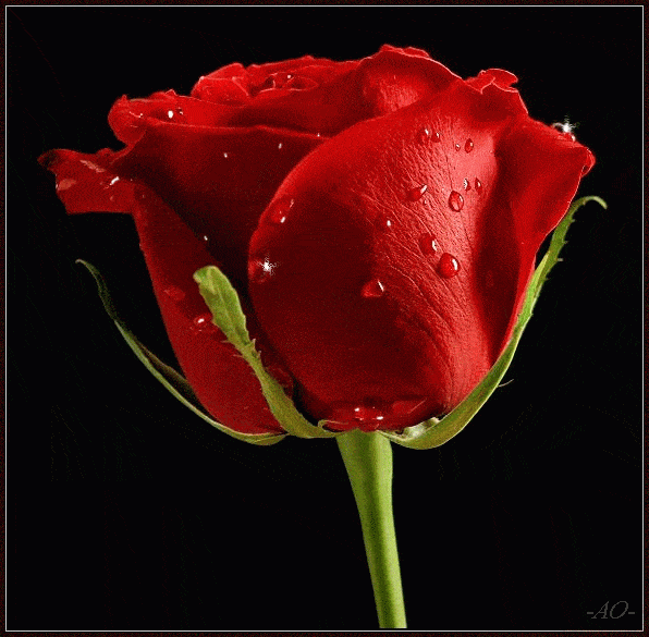Красивые и прекрасные розы гифки, открытки для женщин 4