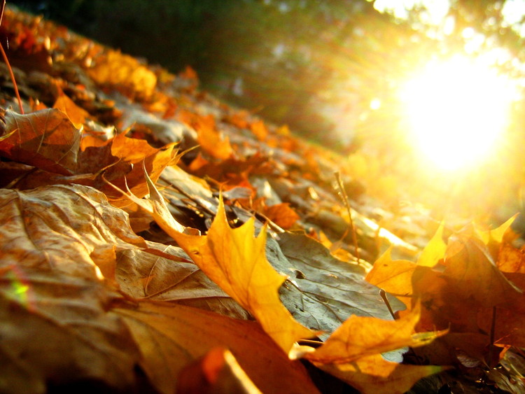 Осеннее утро, утро осенью - красивые и невероятные картинки 2