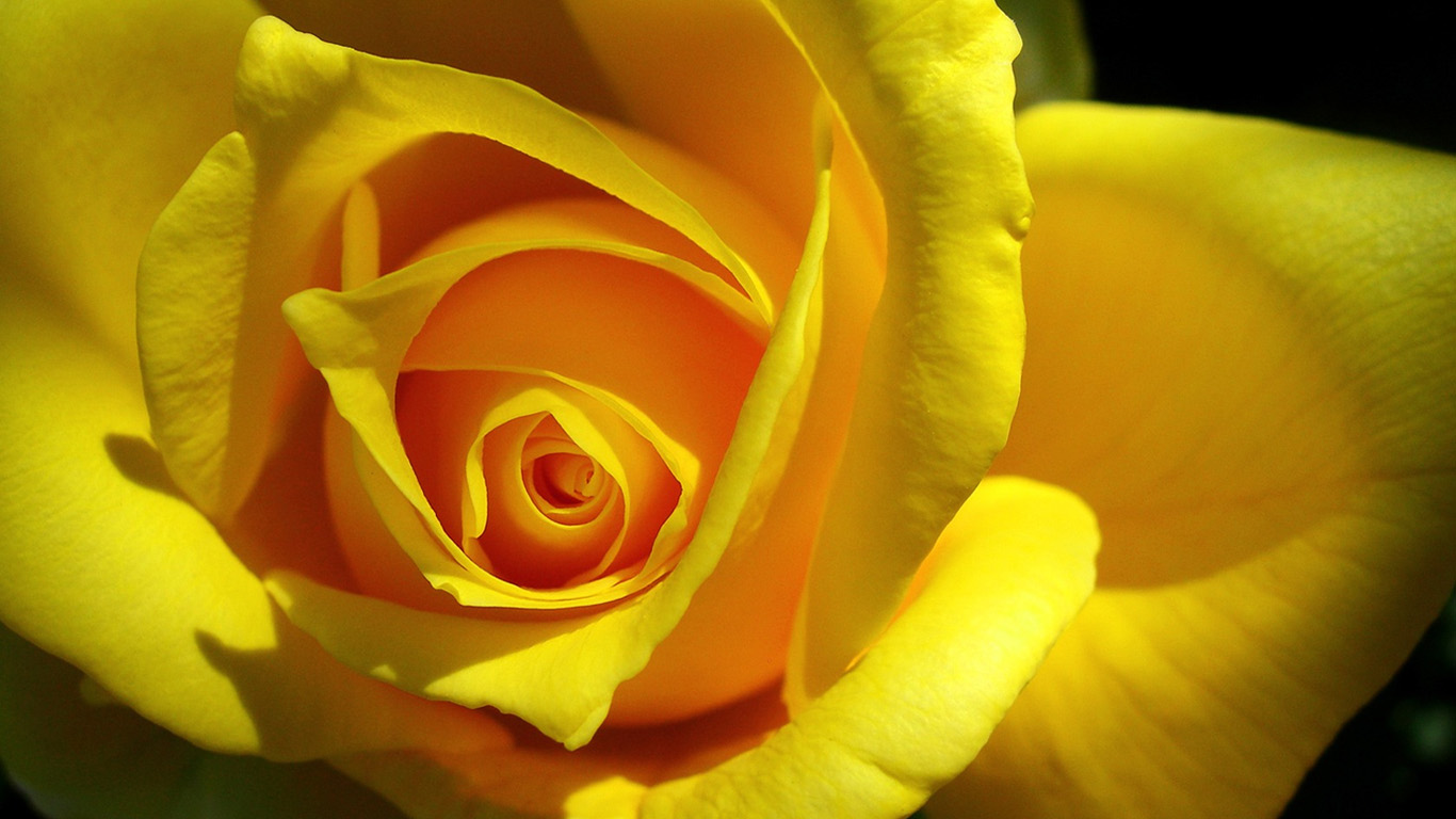 Удивительные картинки на рабочий стол Желтые розы - подборка 12