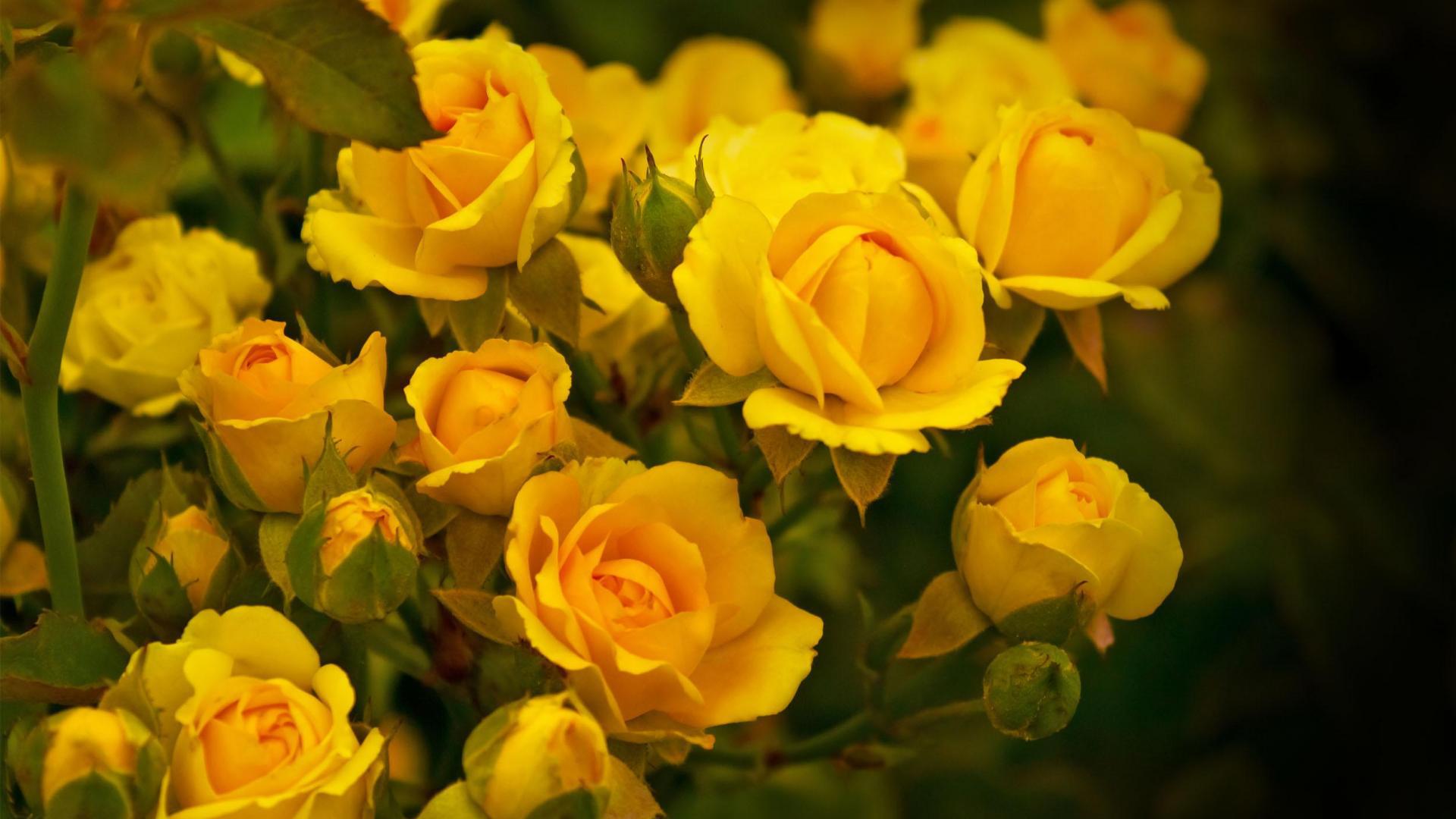 Удивительные картинки на рабочий стол Желтые розы - подборка 15