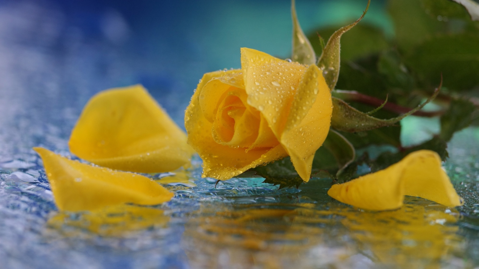 Удивительные картинки на рабочий стол Желтые розы - подборка 8