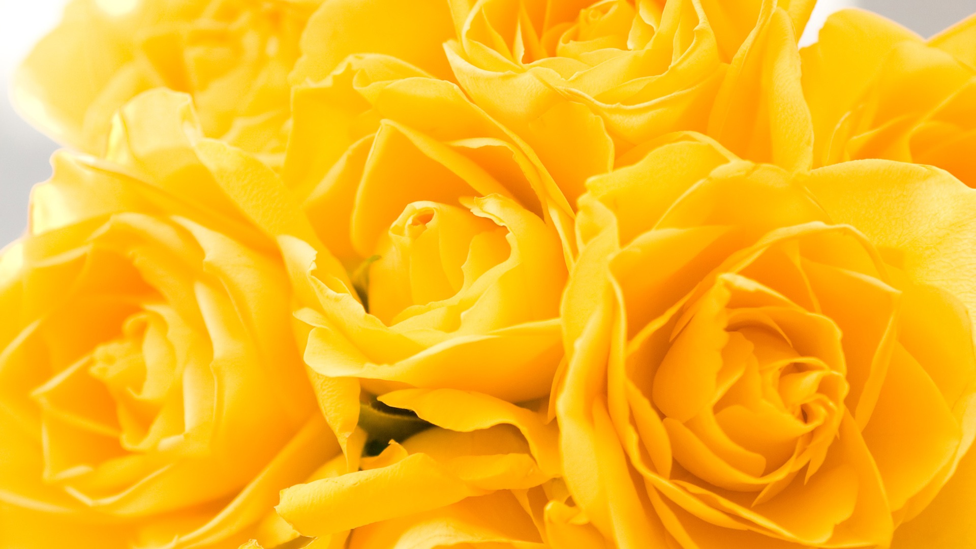 Удивительные картинки на рабочий стол Желтые розы - подборка 9