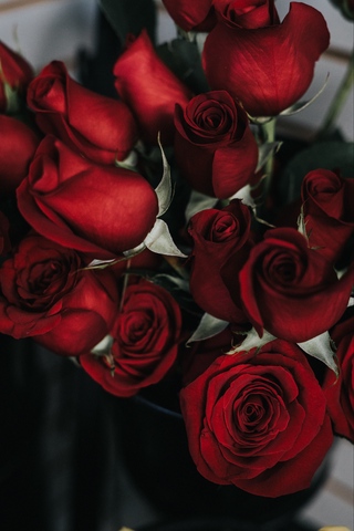 Красивые и милые картинки, обои розы для заставки телефона - сборка 12