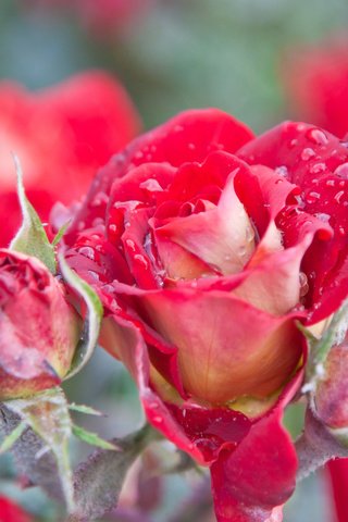 Красивые и милые картинки, обои розы для заставки телефона - сборка 15