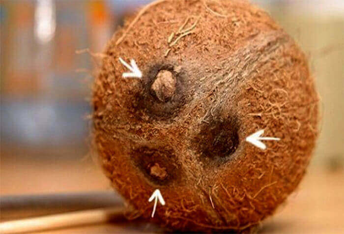 Как открыть кокос в домашних условиях - простые способы и методы 2