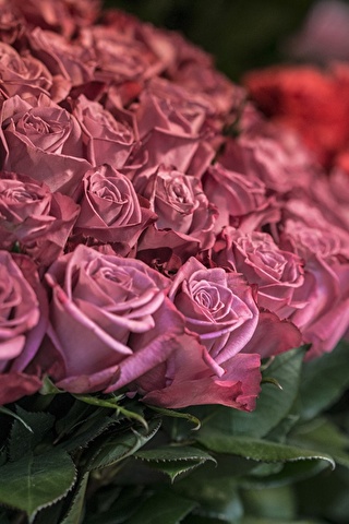 Красивые и милые картинки, обои розы для заставки телефона - сборка 1