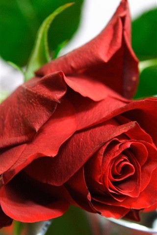 Красивые и милые картинки, обои розы для заставки телефона - сборка 13