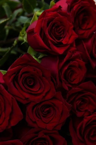 Красивые и милые картинки, обои розы для заставки телефона - сборка 17