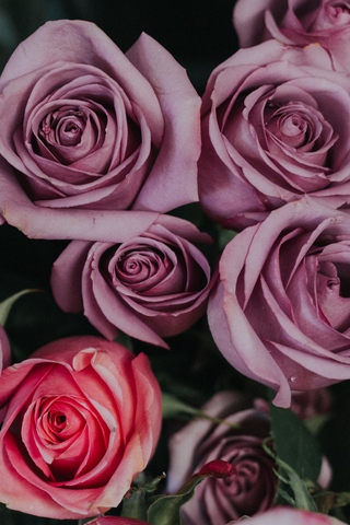 Красивые и милые картинки, обои розы для заставки телефона - сборка 18