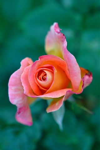 Красивые и милые картинки, обои розы для заставки телефона - сборка 4