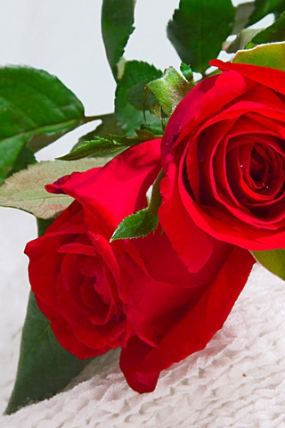 Красивые и милые картинки, обои розы для заставки телефона - сборка 5