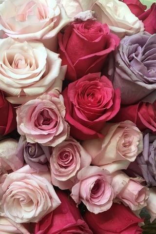 Красивые и милые картинки, обои розы для заставки телефона - сборка 6