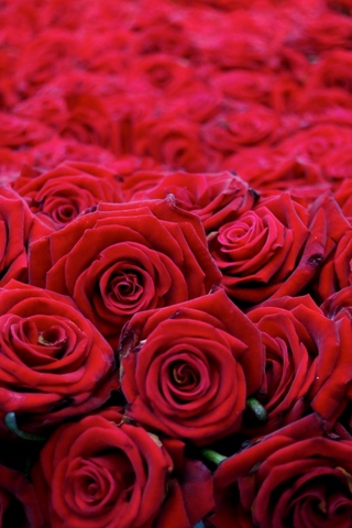 Красивые и милые картинки, обои розы для заставки телефона - сборка 7