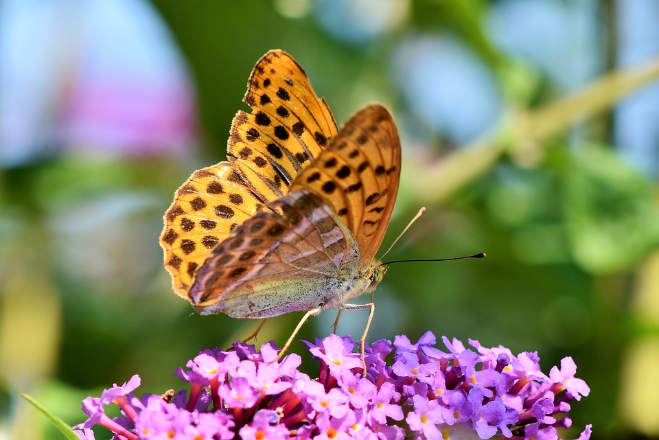 Красивые и удивительные картинки бабочек - подборка 20 фото 13