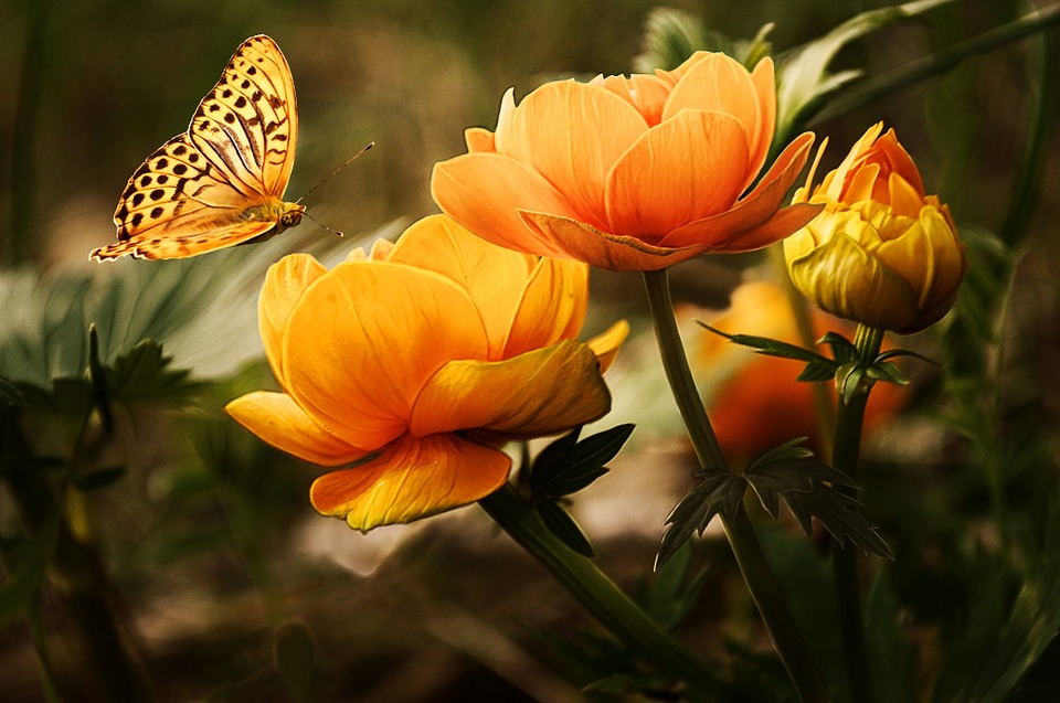 Красивые и удивительные картинки бабочек - подборка 20 фото 15