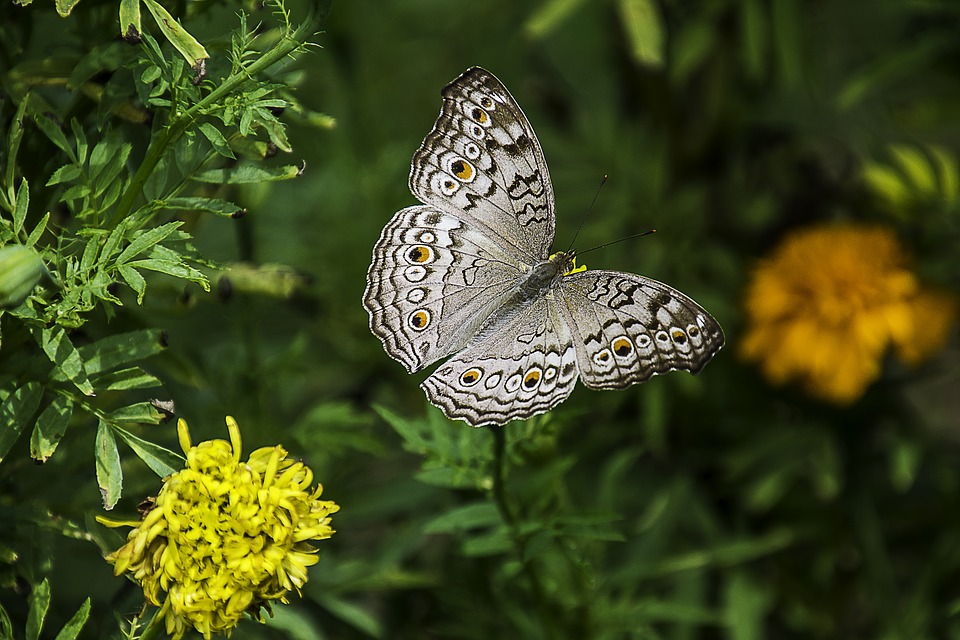 Красивые и удивительные картинки бабочек - подборка 20 фото 2