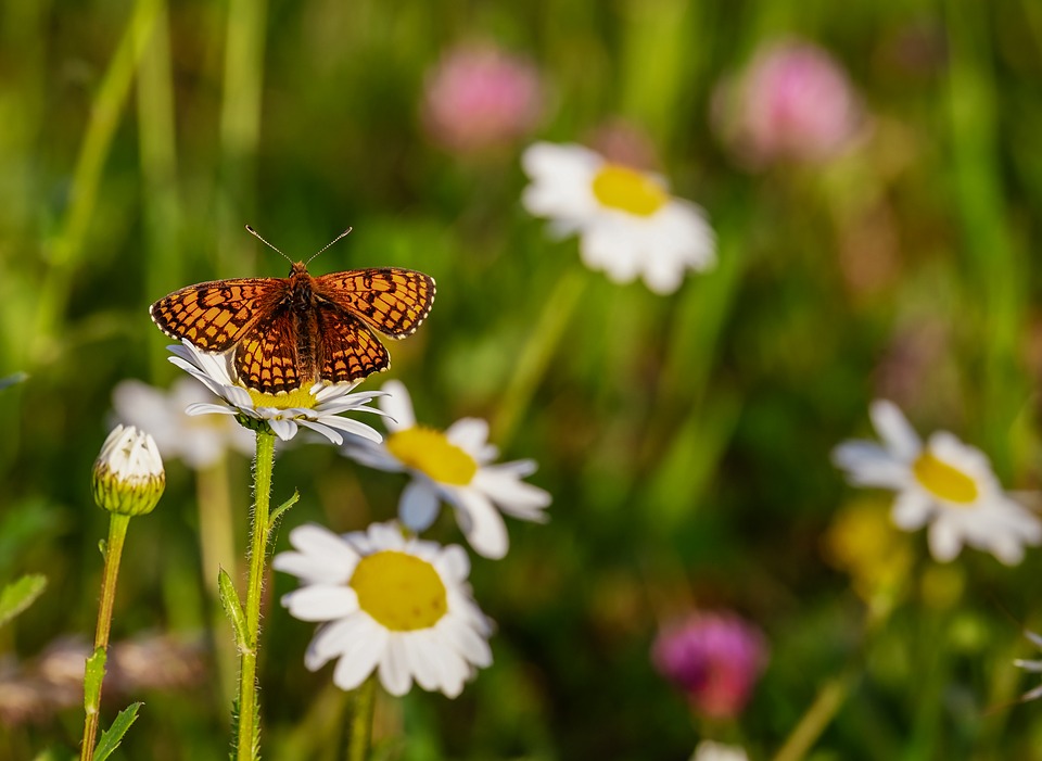 Красивые и удивительные картинки бабочек - подборка 20 фото 3