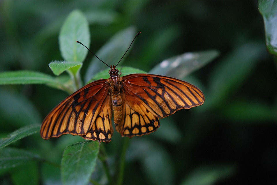 Красивые и удивительные картинки бабочек - подборка 20 фото 6
