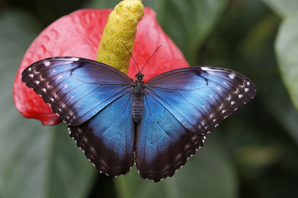Красивые и удивительные картинки бабочек - подборка 20 фото 8