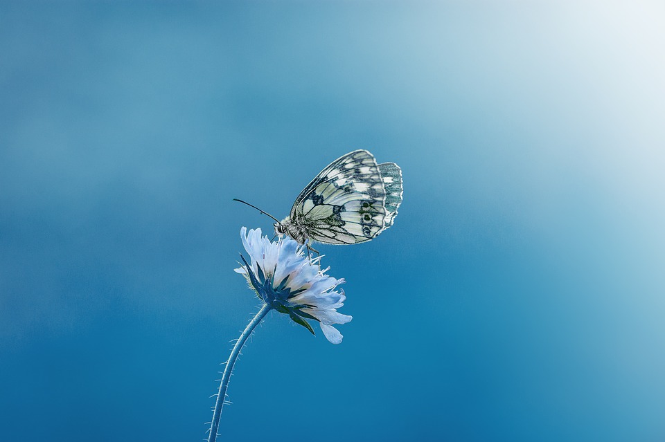 Красивые и удивительные картинки бабочек - подборка 20 фото 9