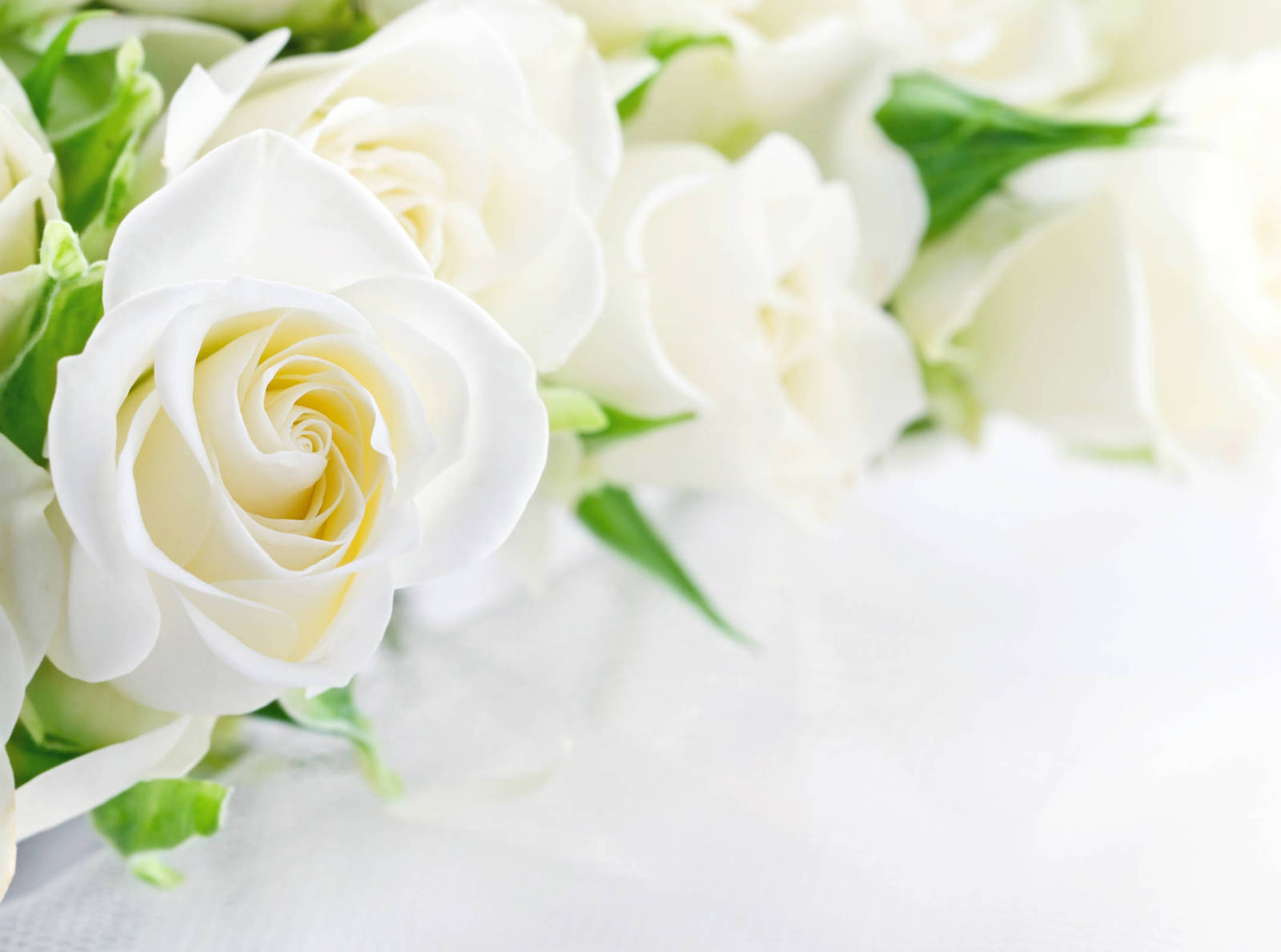 Красивые картинки цветов белые розы, удивительные букеты 1