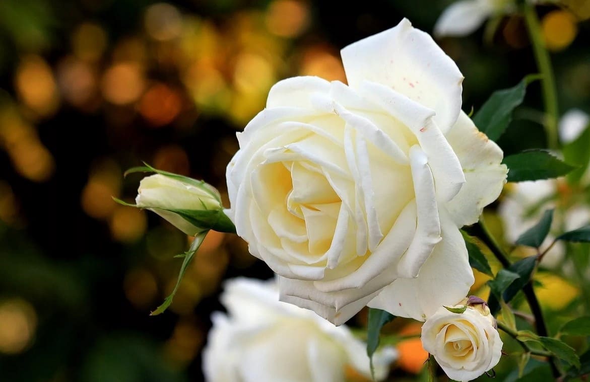 Красивые картинки цветов белые розы, удивительные букеты 10