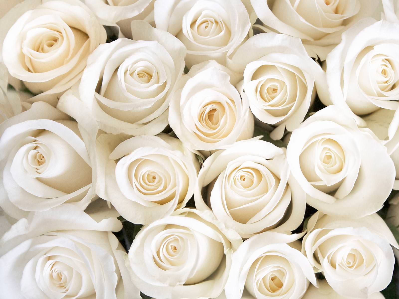 Красивые картинки цветов белые розы, удивительные букеты 5