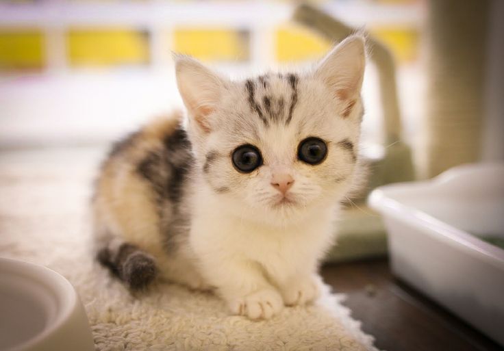 Красивые Манчкин кошки с маленькими лапками - обои, картинки 12