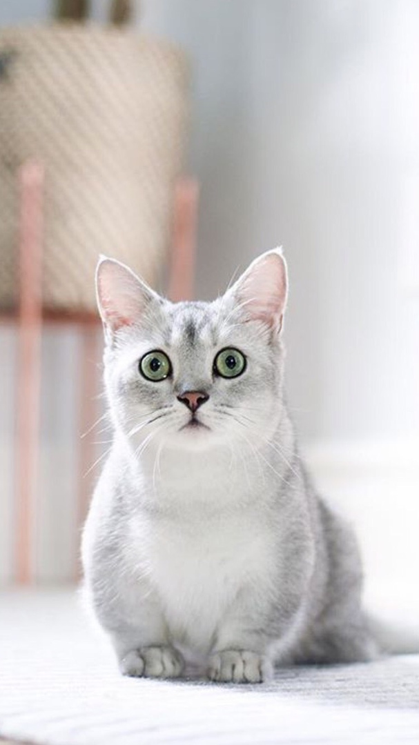 Красивые Манчкин кошки с маленькими лапками - обои, картинки 3
