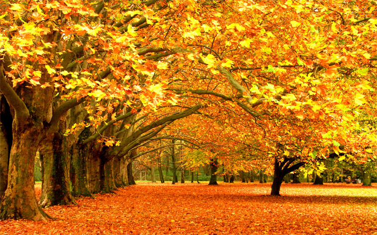 Красивые и удивительные картинки осень в парке - подборка фото 10