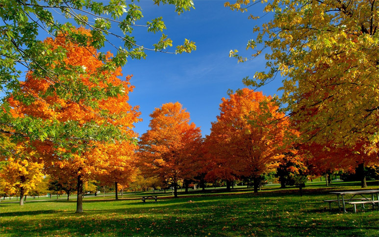 Красивые и удивительные картинки осень в парке - подборка фото 7