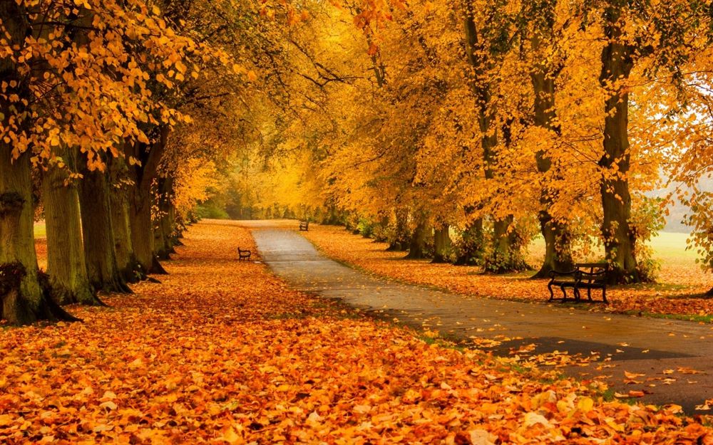 Красивые и удивительные картинки осень в парке - подборка фото 8