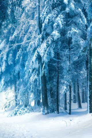 Обои и картинки про зиму на заставку телефона - самые красивые 12