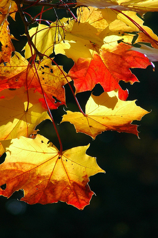 Осенние листья картинки на телефон - самые красивые и прикольные 12