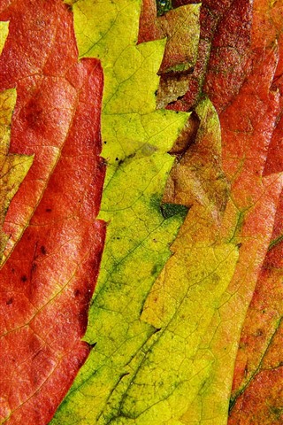 Осенние листья картинки на телефон - самые красивые и прикольные 13