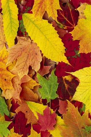 Осенние листья картинки на телефон - самые красивые и прикольные 15