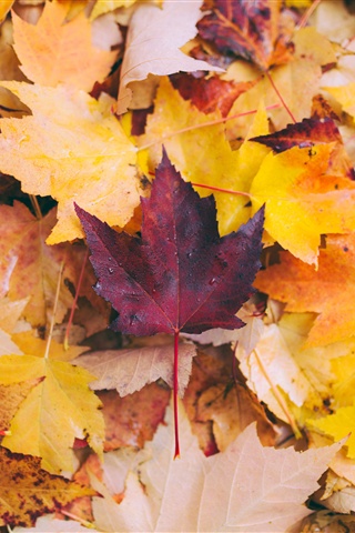 Осенние листья картинки на телефон - самые красивые и прикольные 19